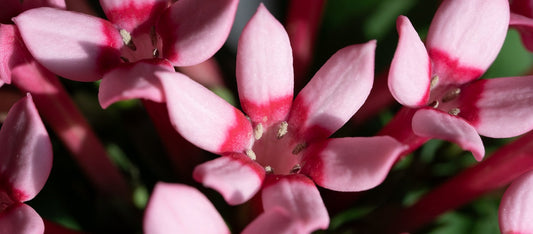 The Essential Guide To The Bouvardia