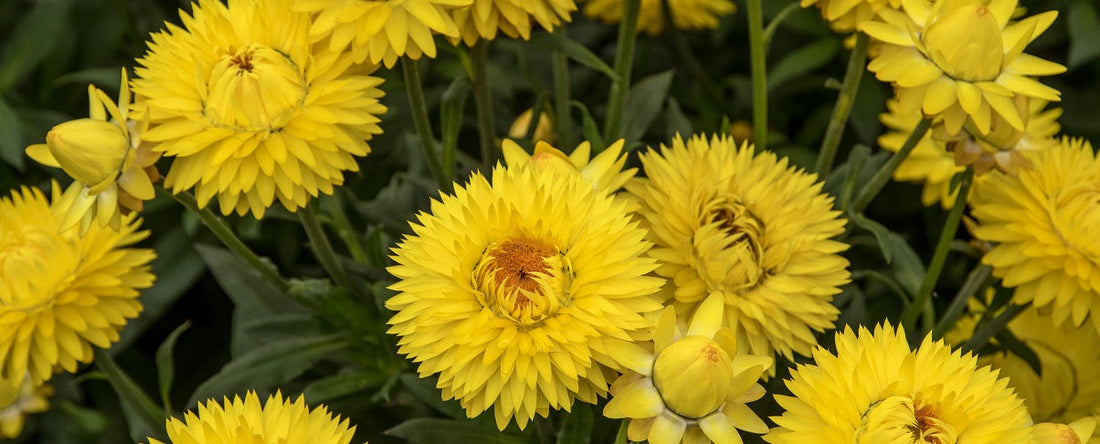 The Essential Guide To The Bracteantha