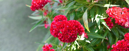 The Essential Guide To The Celosia