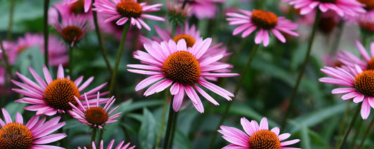 The Essential Guide To The Cone Flower