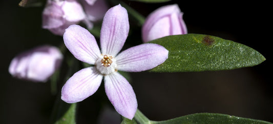 The Essential Guide To The Eriostemon