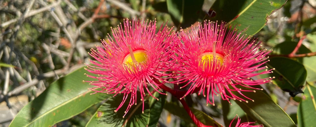 The Essential Guide To The Eucalyptus