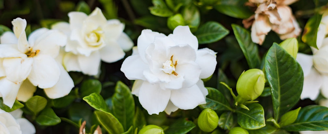 The Essential Guide To The Gardenia