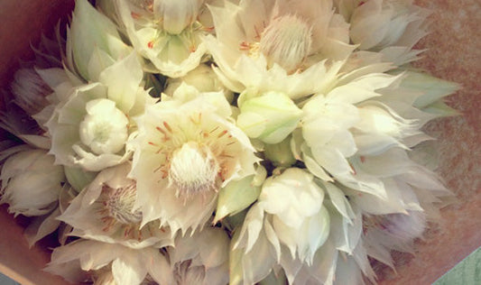 Winter Flower Guide