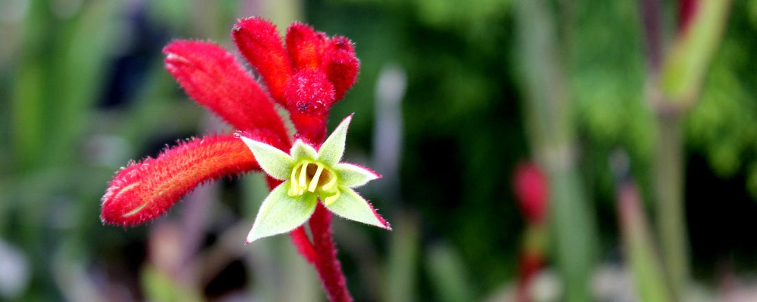 The Essential Guide To The Kangaroo Paw