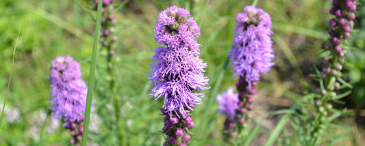 The Essential Guide To The Liatris