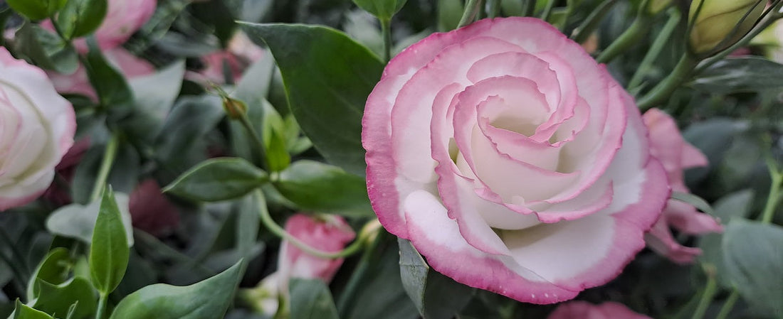 The Essential Guide To The Lisianthus