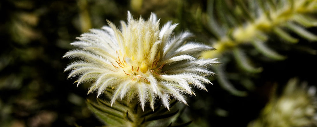 The Essential Guide To The Phylica