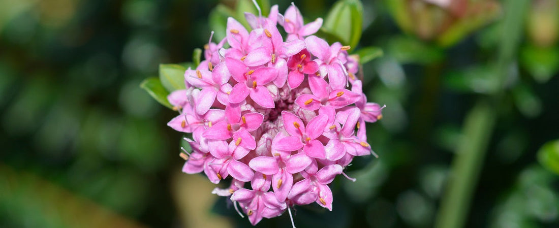 The Essential Guide To The Riceflower