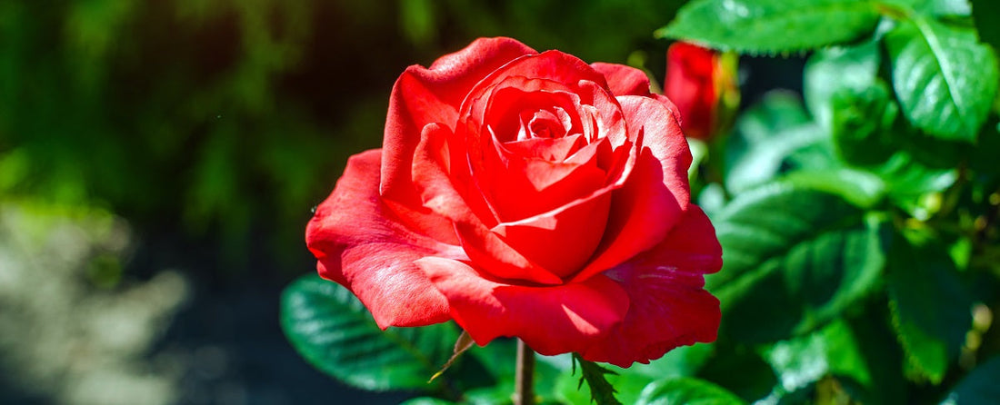 The Essential Guide To The Rose