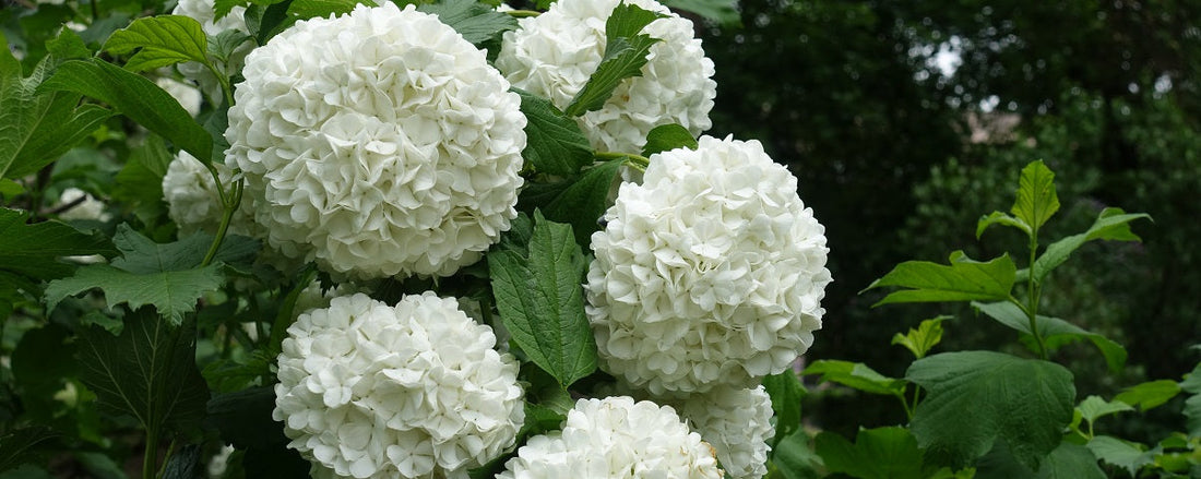 The Essential Guide To The Snowball Tree