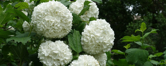 The Essential Guide To The Snowball Tree