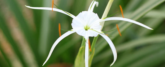 The Essential Guide To The Spider Orchid