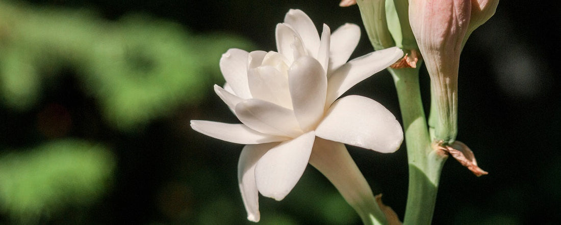The Essential Guide To The Tuberose