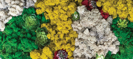 What Is Preserved Moss?