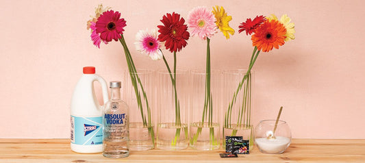 How to Keep Your Fresh Flowers Lasting Longer: Home Hacks vs. Professional Advice