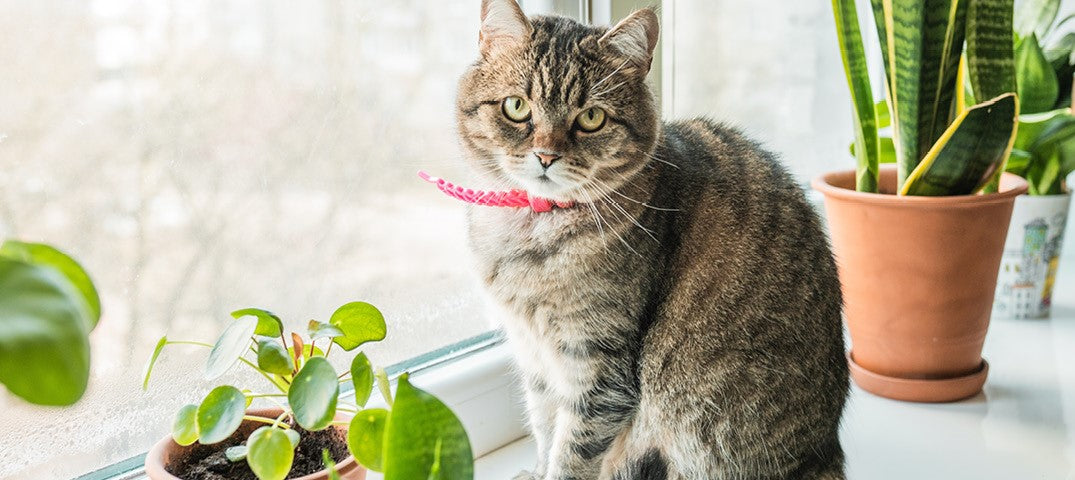 Flowers and Greenery That Are Not Pet-Friendly for Dogs and Cats
