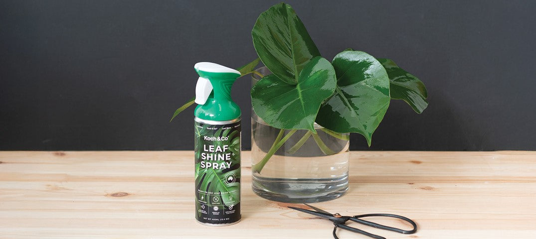The Ultimate Leaf Shine by Koch & Co® for Vibrant Foliage