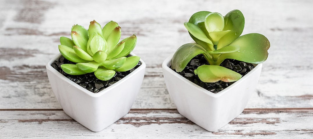 Fake Plants That Look Real: Our Top Picks