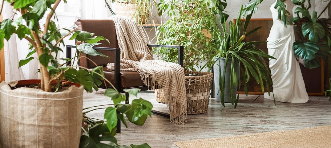 Top Indoor Plant Trends for 2025   No Watering Needed!