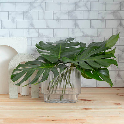 Glass Flat Ribbed Vase Clear (20x9x20cmH)