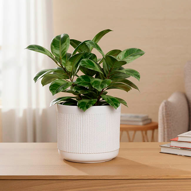 Fibreglass Ribbed Planter Matte White (34x30cmH)