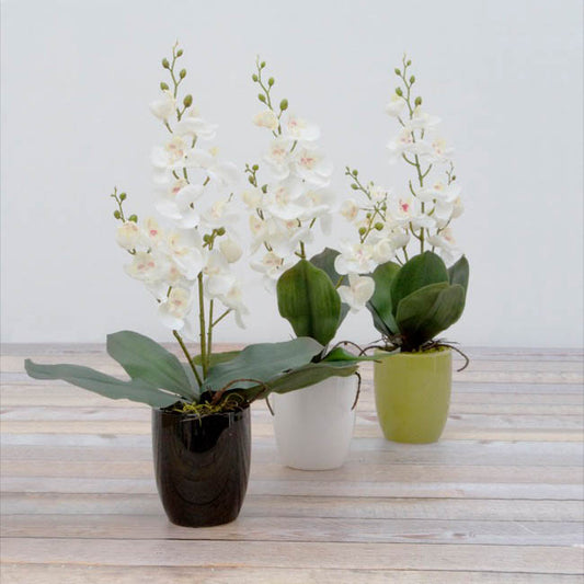 Ceramic Orchid Pot Medium White (14cmDx13.5cmH)