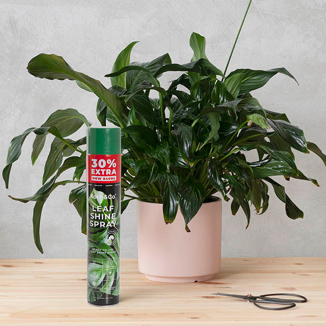 Leaf Shine Premium Spray Koch & Co 840ml (30% Extra)