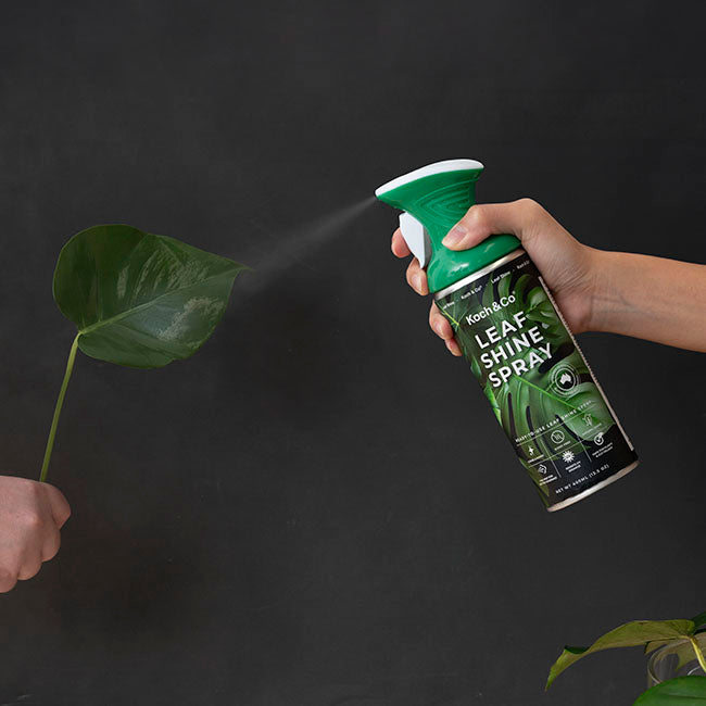 indoor plant leaf shine spray Leaf Shine Premium Spray Koch & Co 400ml – Koch & Co Pty Ltd