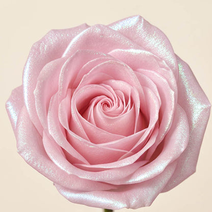 Floral Event Craft Spray Paint Pearl Pink (340g)