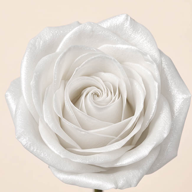 Floral Event Craft Spray Paint Pearl White (340g)