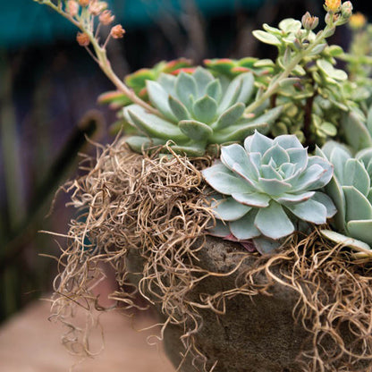 Spanish Moss Preserved Natural (110gm Bag)