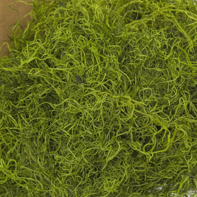 Spanish Moss Preserved Bulk Grass Green (4.55kg Box)