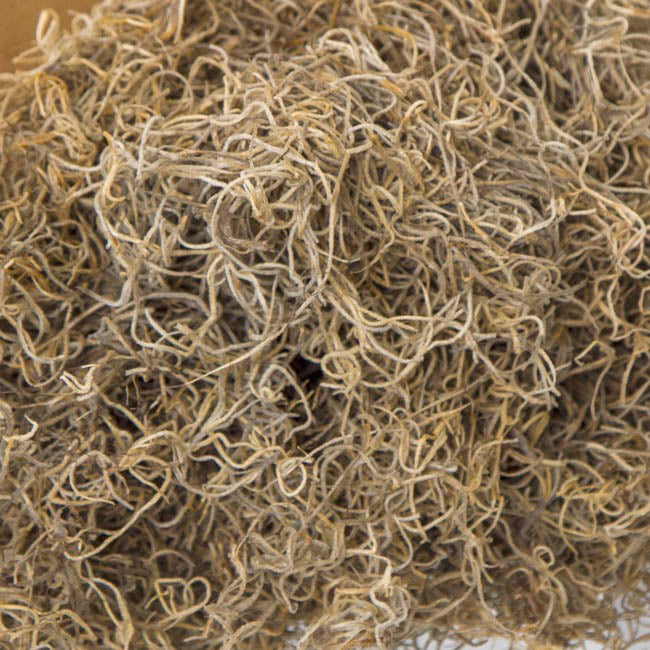 Spanish Moss Preserved Bulk Natural (4.55kg Box)