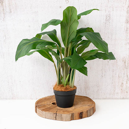 Coconut Fibre 12L Natural Premium Grade 240g Bag