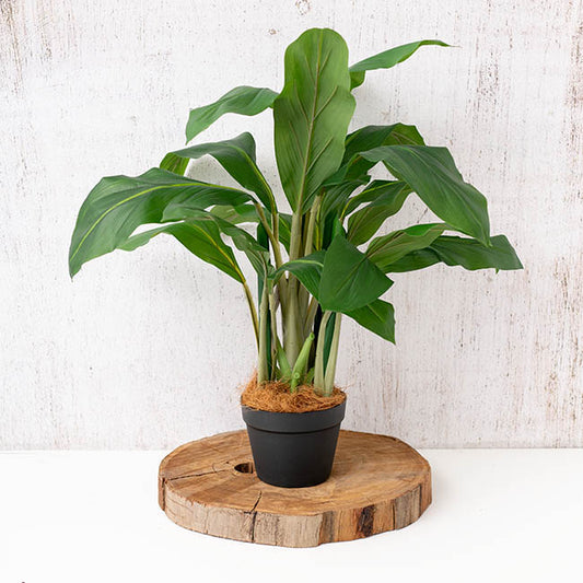 Coconut Fibre 12L Natural Premium Grade 240g Bag