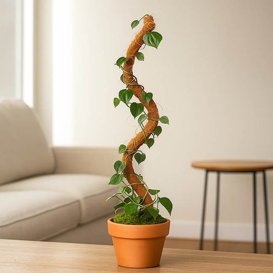 Coconut Fibre Bendable Pole Pack 2 Brown (91.5cmH)