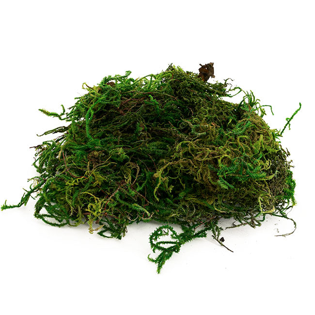 Forest Moss Preserved Bag Moss Fresh Green (55gm Bag)