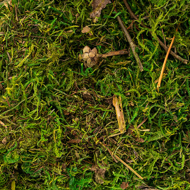 Forest Moss Preserved Bag Moss Fresh Green (225gm)