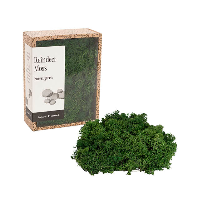 Premium Preserved Reindeer Moss Forest Green (19x14.5cmH)