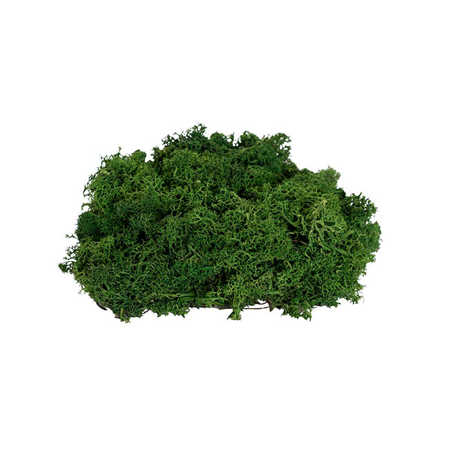 Premium Preserved Reindeer Moss Forest Green (19x14.5cmH)