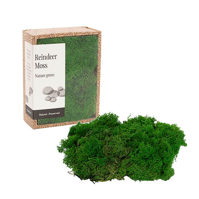 Premium Preserved Reindeer Moss Nature Green (19x14.5cmH)