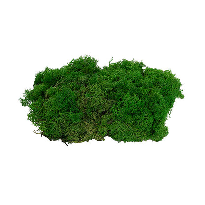 Premium Preserved Reindeer Moss Nature Green (19x14.5cmH)