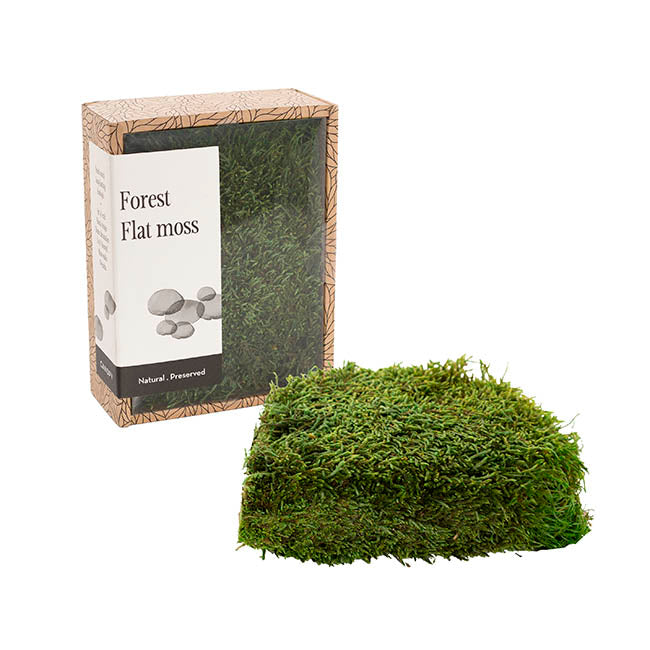 Premium Preserved Forest Flat Moss Green (19x14.5cmH)