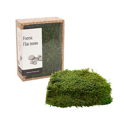 Premium Preserved Forest Flat Moss Green (19x14.5cmH)