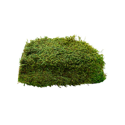 Premium Preserved Forest Flat Moss Green (19x14.5cmH)