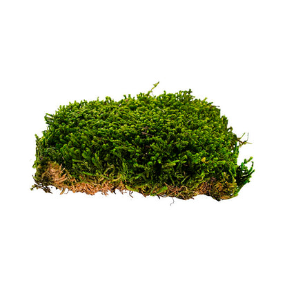 Premium Preserved Forest Long Moss Green (19x14.5cmH)