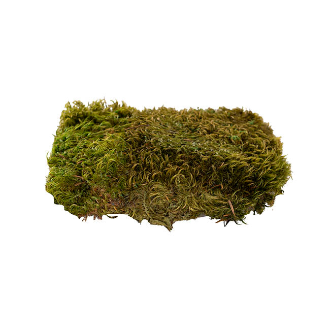 Premium Preserved Forest Hair Moss Green (19x14.5cmH)