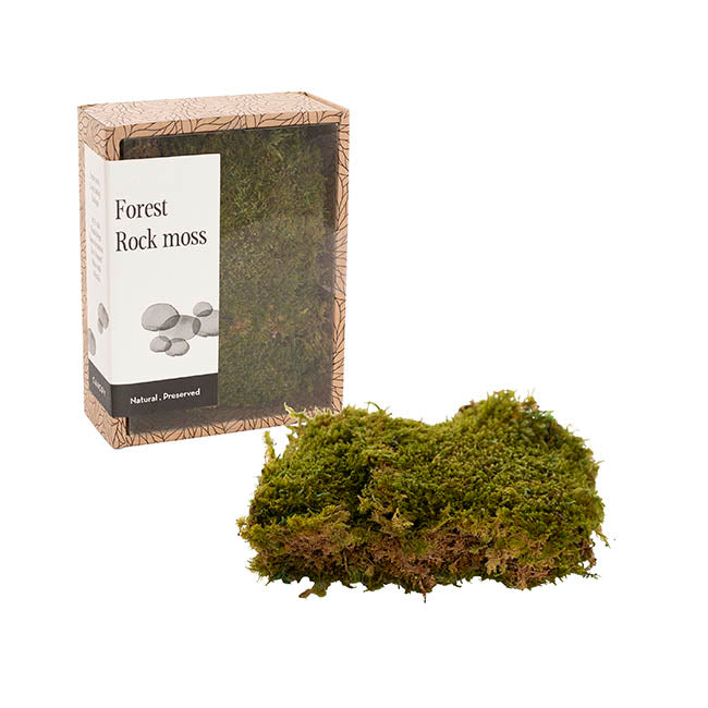 Premium Preserved Forest Rock Moss Green (19x14.5cmH)