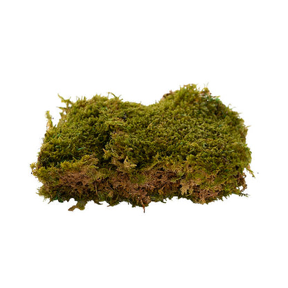 Premium Preserved Forest Rock Moss Green (19x14.5cmH)